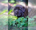 Small Photo #7 Newfoundland Puppy For Sale in MADISON, WI, USA