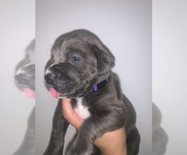 Medium Photo #5 Cane Corso Puppy For Sale in MIAMI, FL, USA