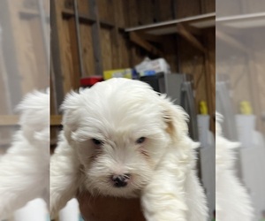 Morkie Puppy for sale in WHITE OAK, GA, USA