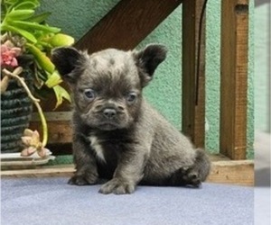 French Bulldog Puppy for sale in CHARLOTTE, NC, USA