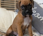 Small Photo #58 Boxer Puppy For Sale in GOSHEN, IN, USA