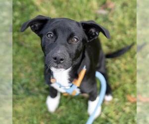 Mutt Dogs for adoption in San Diego, CA, USA