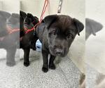 Small Labrador Retriever Mix