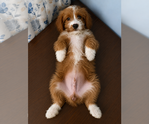 Medium Photo #15 Cavapoo (Miniature) Puppy For Sale in DURHAM, CT, USA
