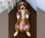 Small #14 Cavapoo (Miniature)