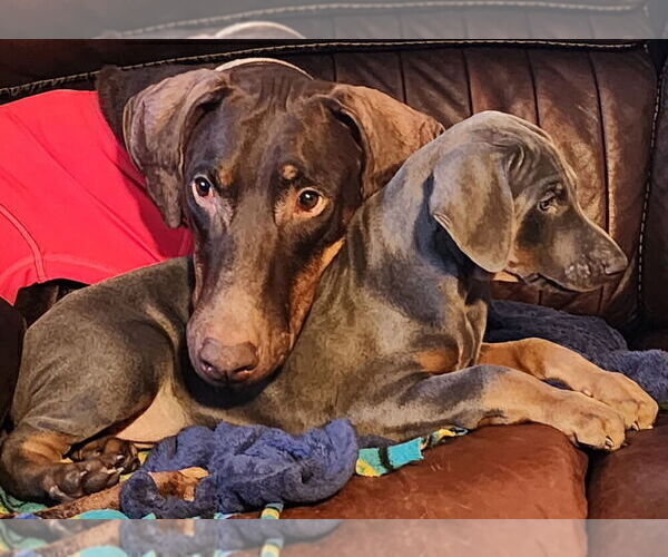 Medium Photo #1 Doberman Pinscher Puppy For Sale in CLINTON, OH, USA