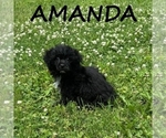 Small #2 Shih-Poo