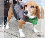 Small #3 Beagle Mix