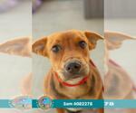 Small #1 Black Mouth Cur Mix