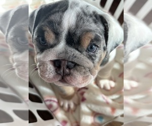English Bulldog Litter for sale in WATERFORD, CA, USA