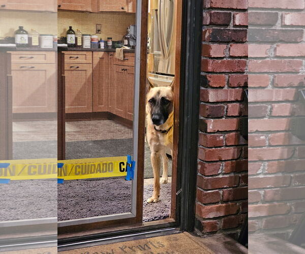 Medium Photo #14 Mutt Puppy For Sale in Stevens Point, WI, USA