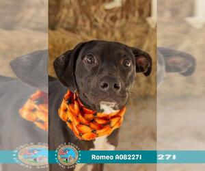 Labrador Retriever Dogs for adoption in Mobile, AL, USA