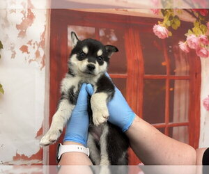 Mutt Dogs for adoption in San Bernardino, CA, USA