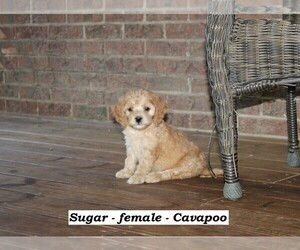 Cavapoo Dog for Adoption in CLARKRANGE, Tennessee USA