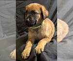 Puppy Neon German Shepherd Dog-Malinois Mix