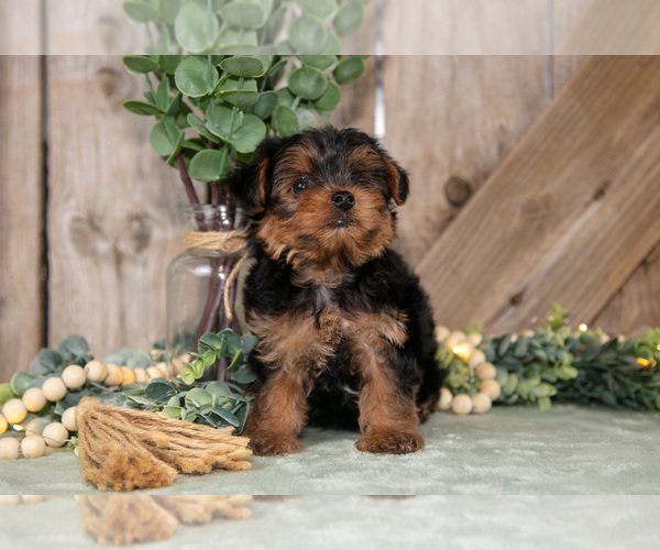 Medium Photo #3 Yorkshire Terrier Puppy For Sale in GREENWICH, OH, USA