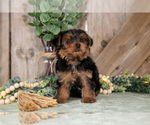 Small #2 Yorkshire Terrier