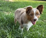 Small Photo #12 Miniature Australian Shepherd Puppy For Sale in EVERTON, MO, USA