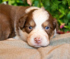 Australian Shepherd Puppy for sale in WESTFIELD, MA, USA