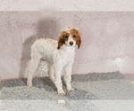 Small #2 Poodle (Miniature)