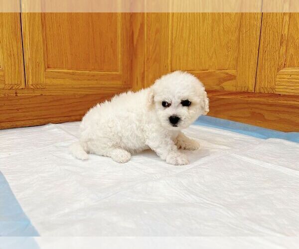 Medium Photo #2 Bichon Frise Puppy For Sale in SAN JOSE, CA, USA