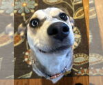 Small #4 Huskies  Mix