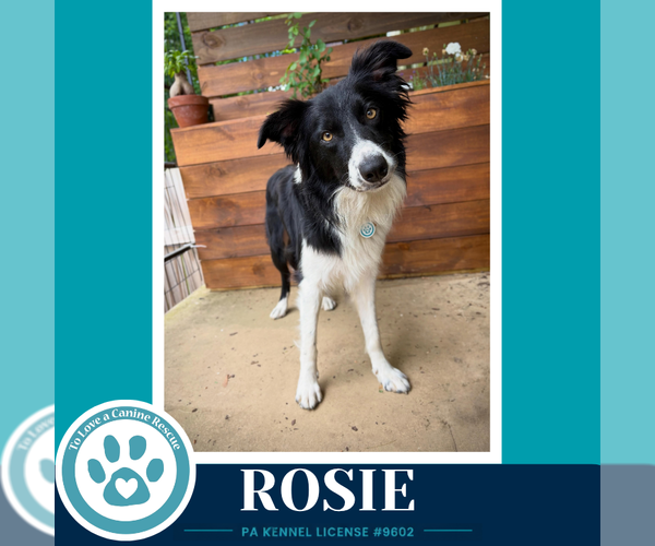 Medium Photo #1 Border Collie Puppy For Sale in Kimberton, PA, USA