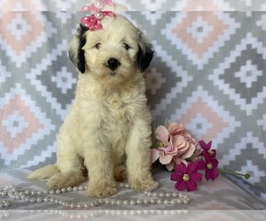 Double Doodle Puppy for sale in CEDAR LANE, PA, USA