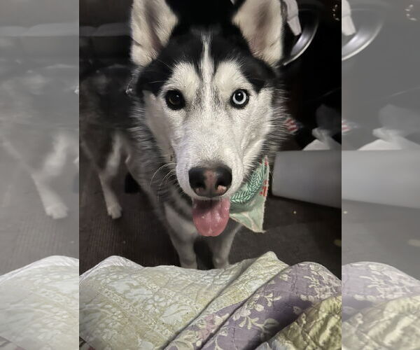 Medium Photo #2 Siberian Husky Puppy For Sale in Lee's Summit, MO, USA