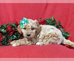 Small #1 Goldendoodle (Miniature)