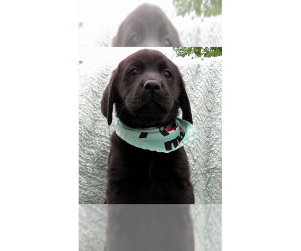 Medium Photo #2 Labrador Retriever Puppy For Sale in Grovertown, IN, USA