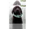 Small #1 Labrador Retriever
