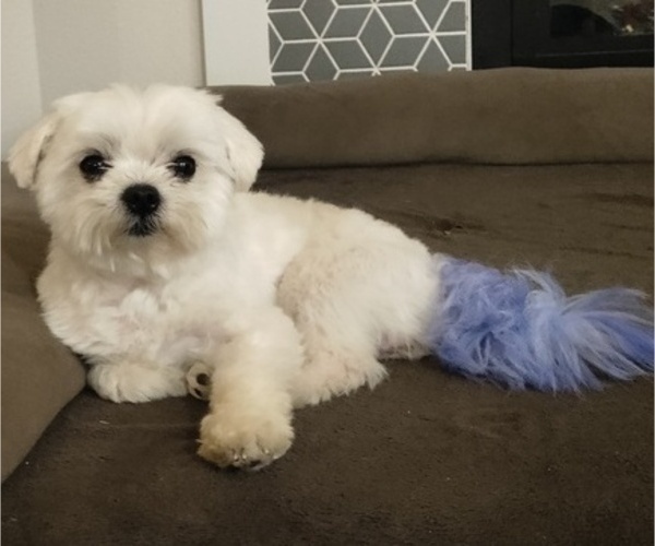 Medium Photo #1 Maltipoo Puppy For Sale in BREMERTON, WA, USA