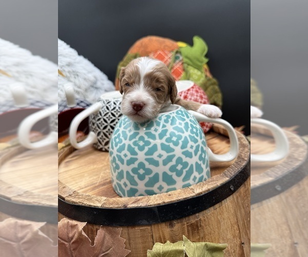 Medium Photo #3 Golden Cavadoodle Puppy For Sale in HAYDEN, AL, USA