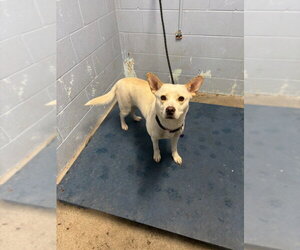 Cardigan Welsh Corgi-Siberian Husky Mix Dogs for adoption in Woodland, CA, USA