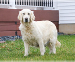 Small Photo #1 Golden Labrador Puppy For Sale in SYRACUSE, IN, USA