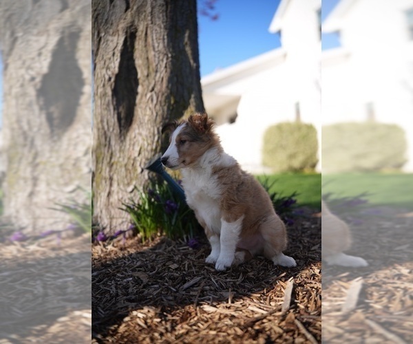 Medium Photo #8 Shetland Sheepdog Puppy For Sale in HONEY BROOK, PA, USA