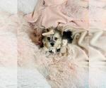 Small #10 Morkie