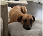 Small #2 Rhodesian Ridgeback Mix