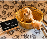 Puppy 6 Poochon