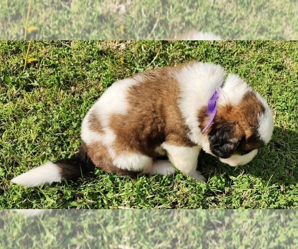 Medium Photo #48 Saint Bernard Puppy For Sale in TURLOCK, CA, USA