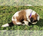 Small Photo #48 Saint Bernard Puppy For Sale in TURLOCK, CA, USA