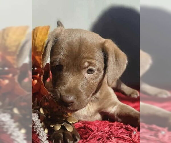 Medium Photo #1 Chihuahua-Unknown Mix Puppy For Sale in San Diego, CA, USA