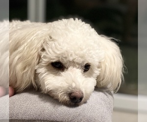 Mother of the Poodle (Miniature) puppies born on 01/26/2026