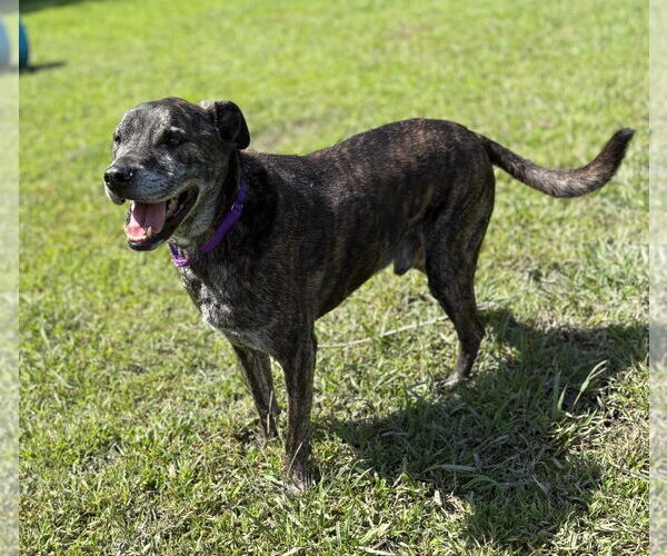 Medium Photo #2 Labrador Retriever-Unknown Mix Puppy For Sale in Virginia Beach, VA, USA
