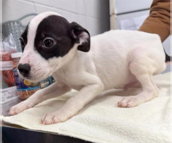 Medium Photo #1 Labrador Retriever-Unknown Mix Puppy For Sale in Peoria, IL, USA