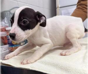Labrador Retriever-Unknown Mix Dogs for adoption in Peoria, IL, USA