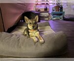 Small Photo #1 Chihuahua Puppy For Sale in Maple Grove, MN, USA