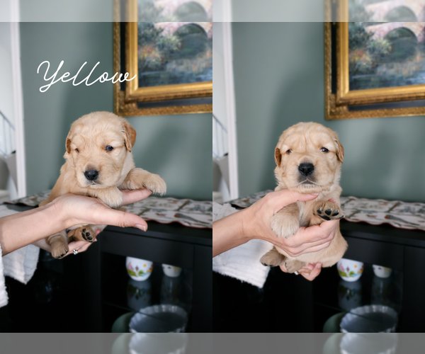 Medium Photo #10 Golden Retriever Puppy For Sale in PORTER, TX, USA