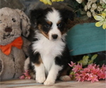 Small #5 Australian Shepherd